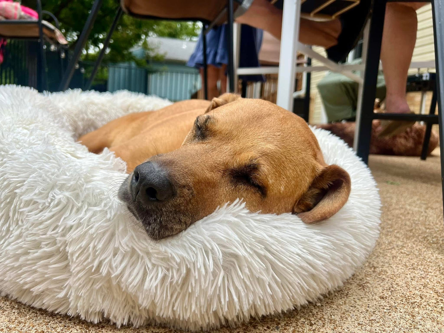 Camas relajantes para mascotas