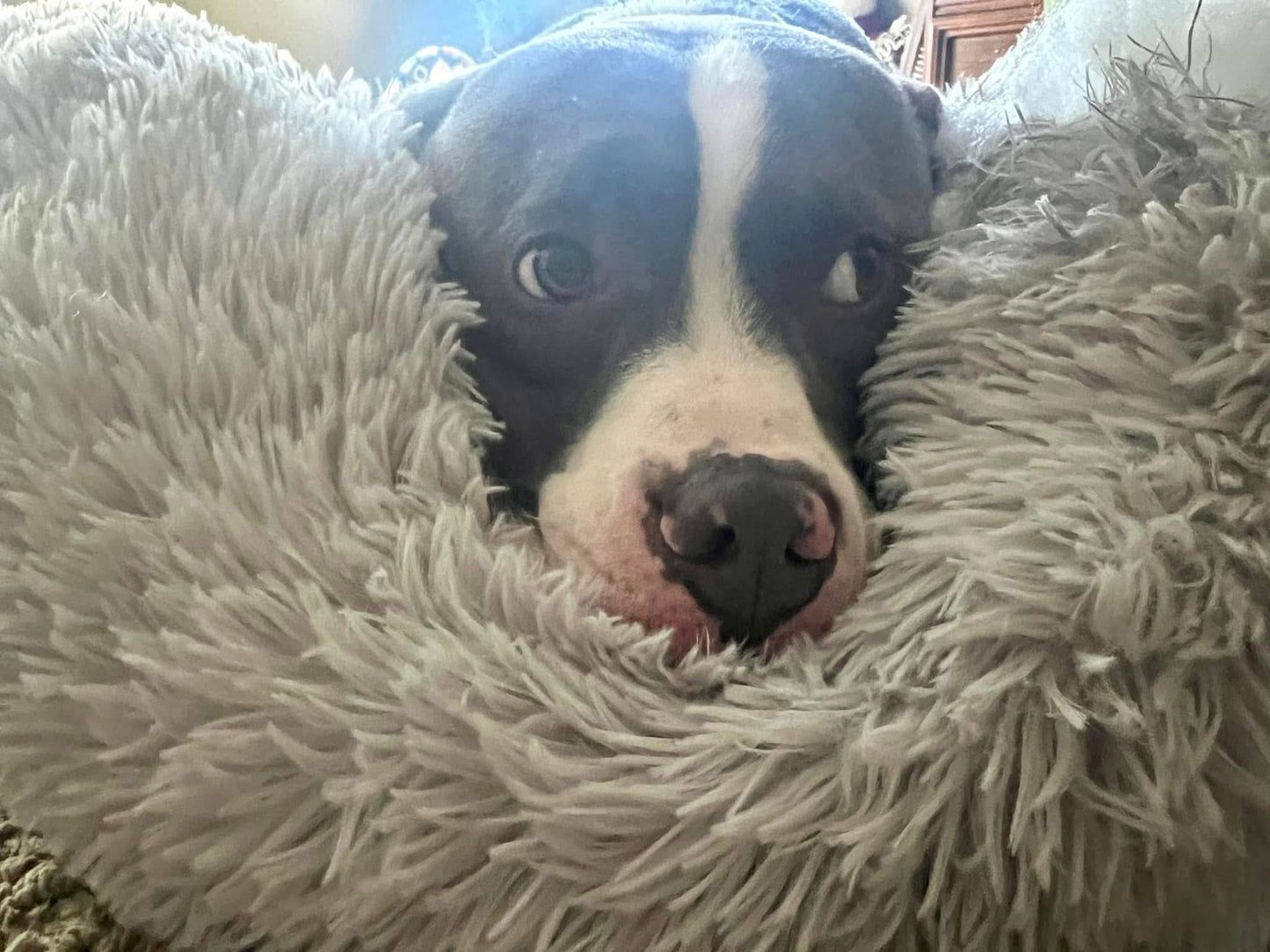 Camas relajantes para mascotas