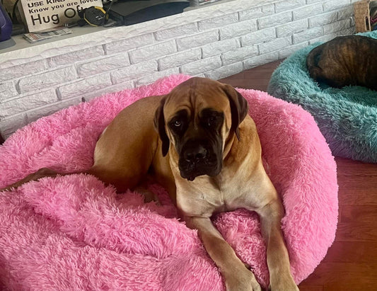 Camas relajantes para mascotas 