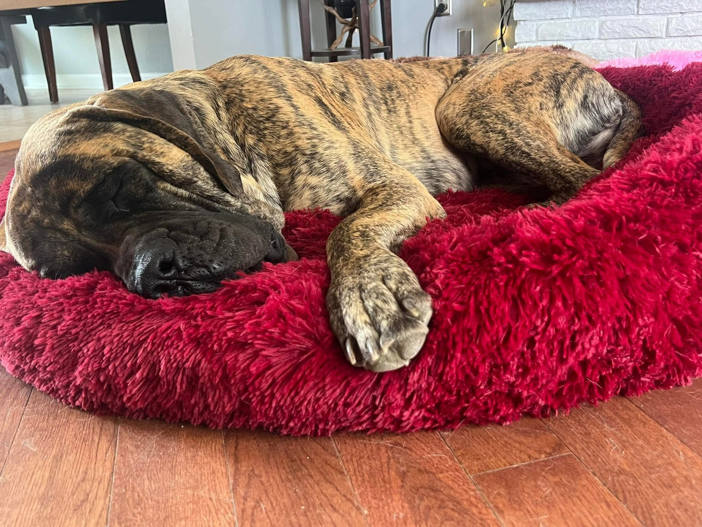 Camas relajantes para mascotas 